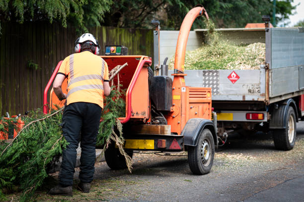 Best Fruit Tree Pruning  in Hewlett, NY