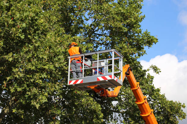 How Our Tree Care Process Works  in  Hewlett, NY